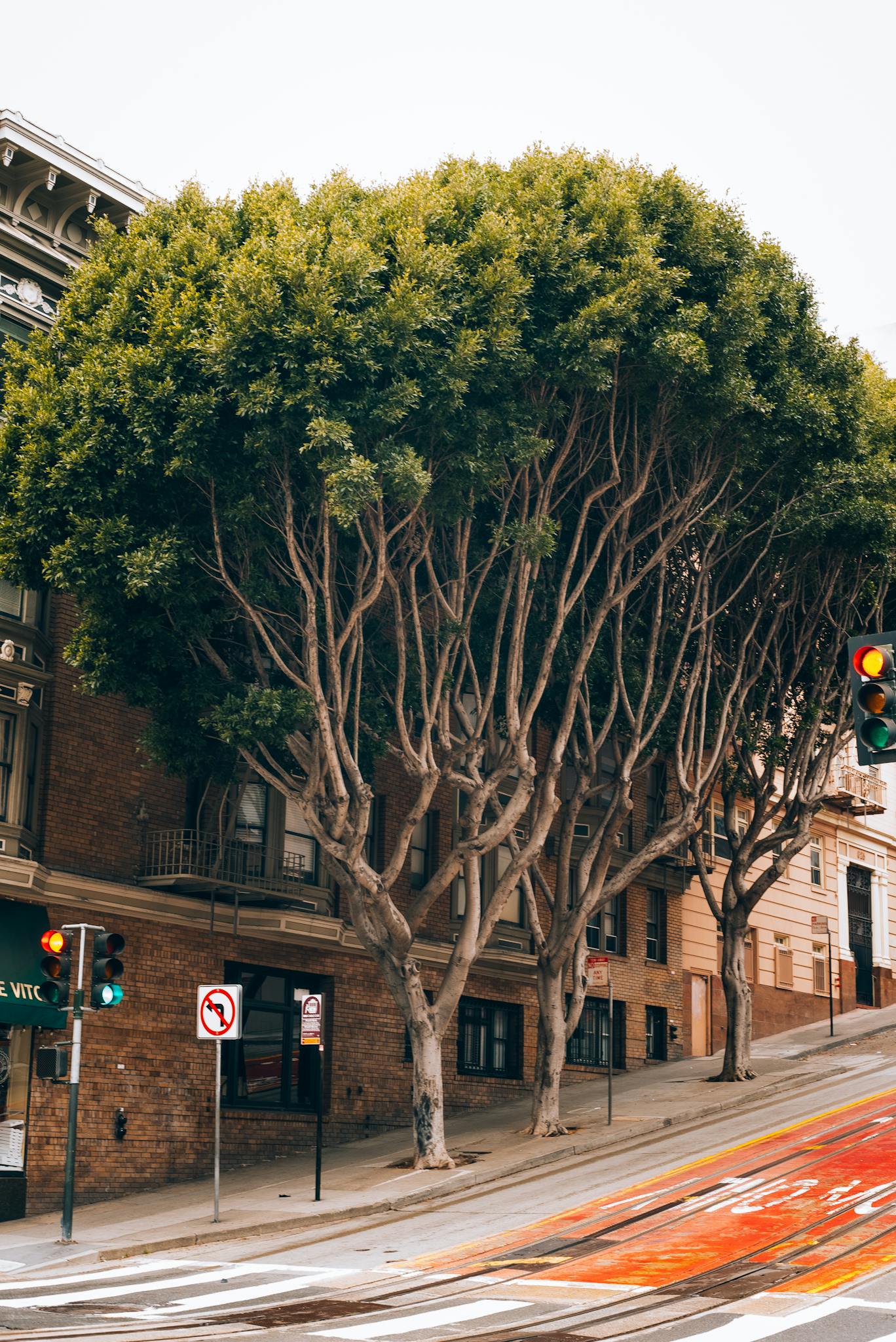 San Francisco street with trees and historic buildings captured in a warm urban setting.